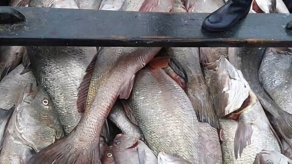 منع صيد الكوربين بالداخلة يدخل حيز التنفيذ لحماية المصيدة