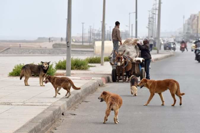 حقوقيون ينددون بإبادة الحيوانات الضالة